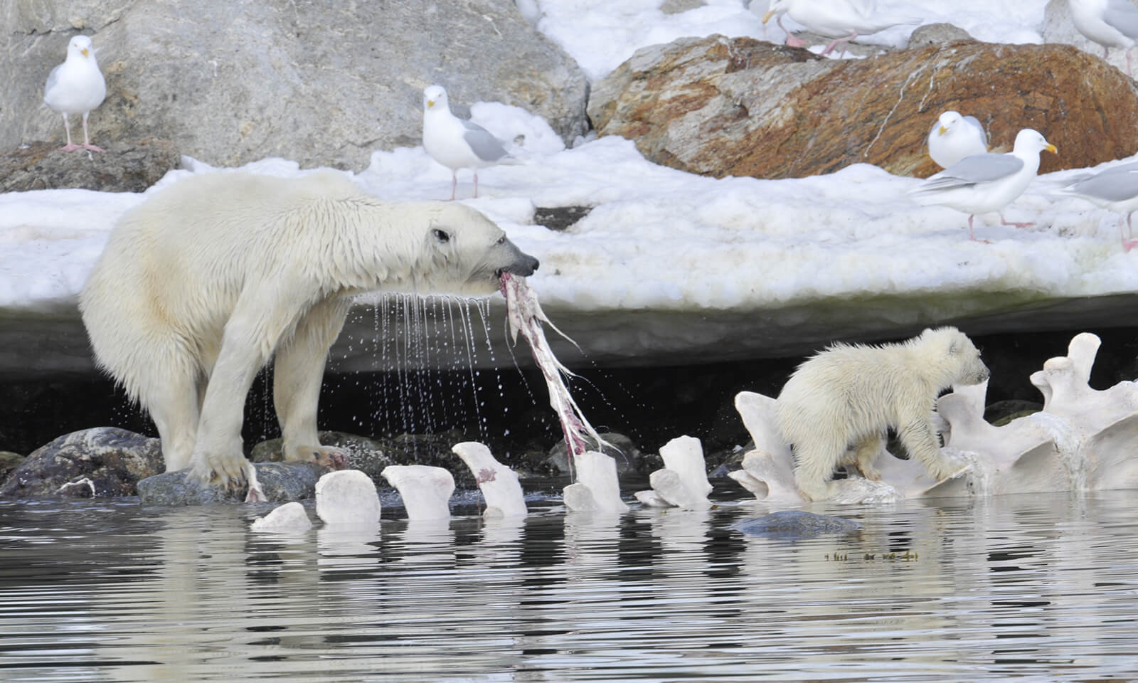 Polar bear and cub feasting on whale carcass