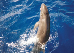 Hooked false killer whale.