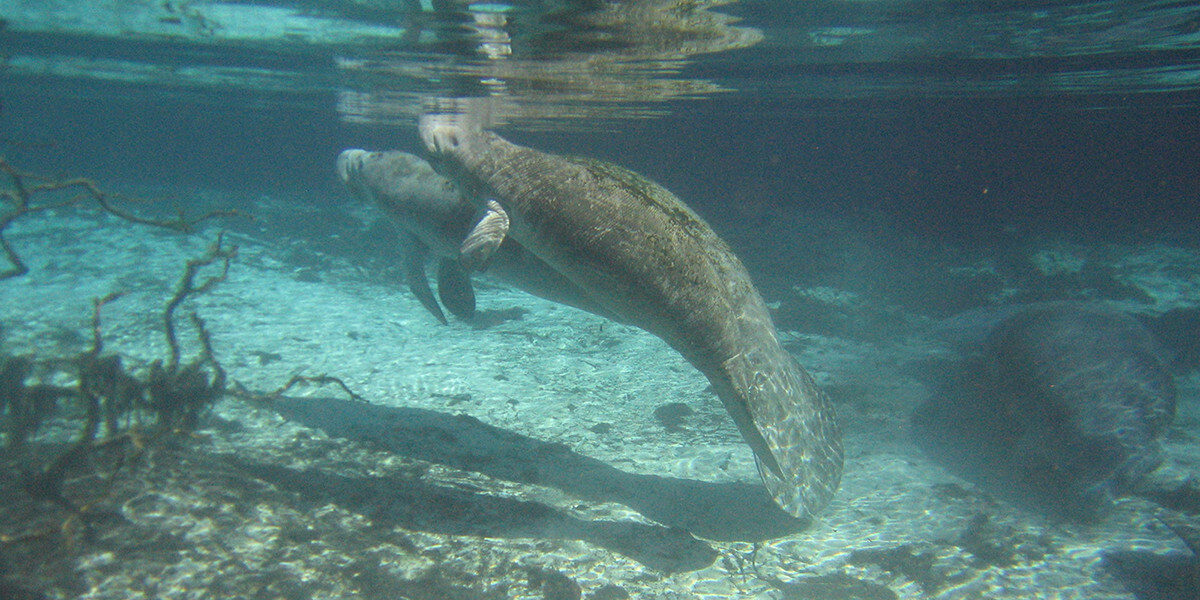 Florida manatees swimming at Three Sisters Spring, Crystal River, Florida.