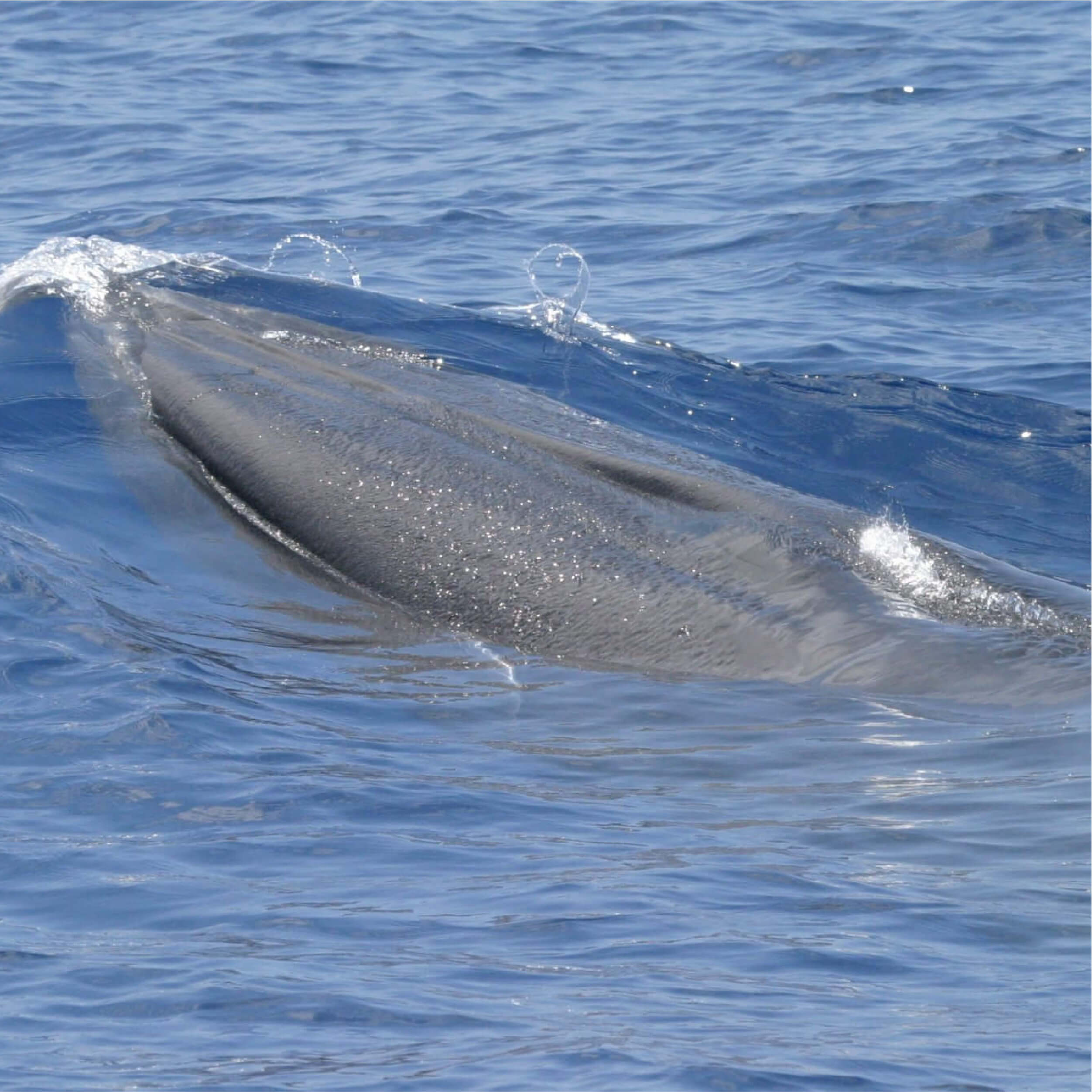 Northern Gulf of Mexcio Bryde's/Rice's whale surfacing (NOAA SEFSC Permit No. 779-1633-00)