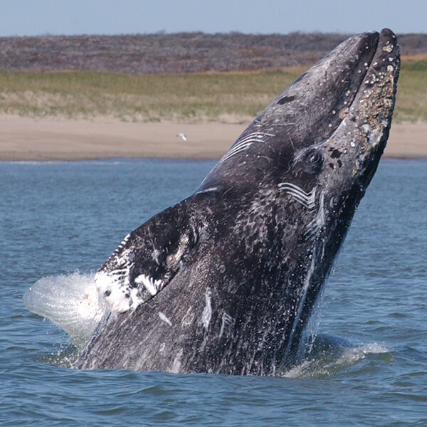 A young western gray whale off the coast of Sakhalin Island, Russia