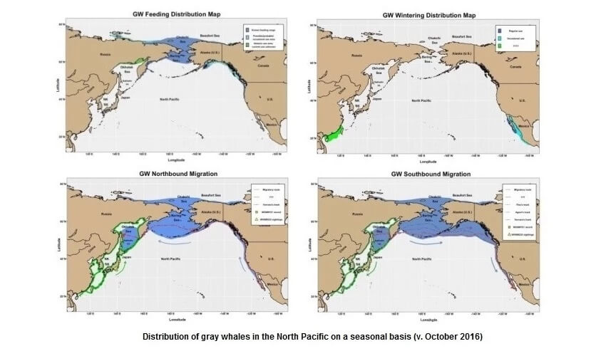 A four paneled distribution map of the Western North Pacific Gray Whale during feeding, wintering, and migration.