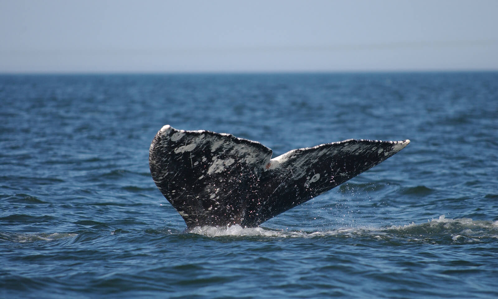 Gray whale fluke above water.
