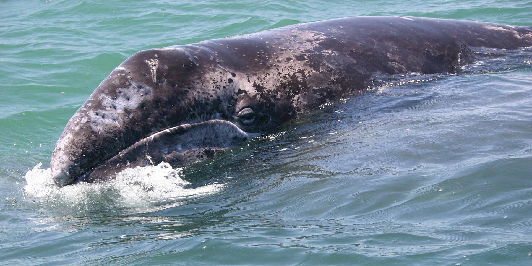 Gray Whale shutterstock_100123850