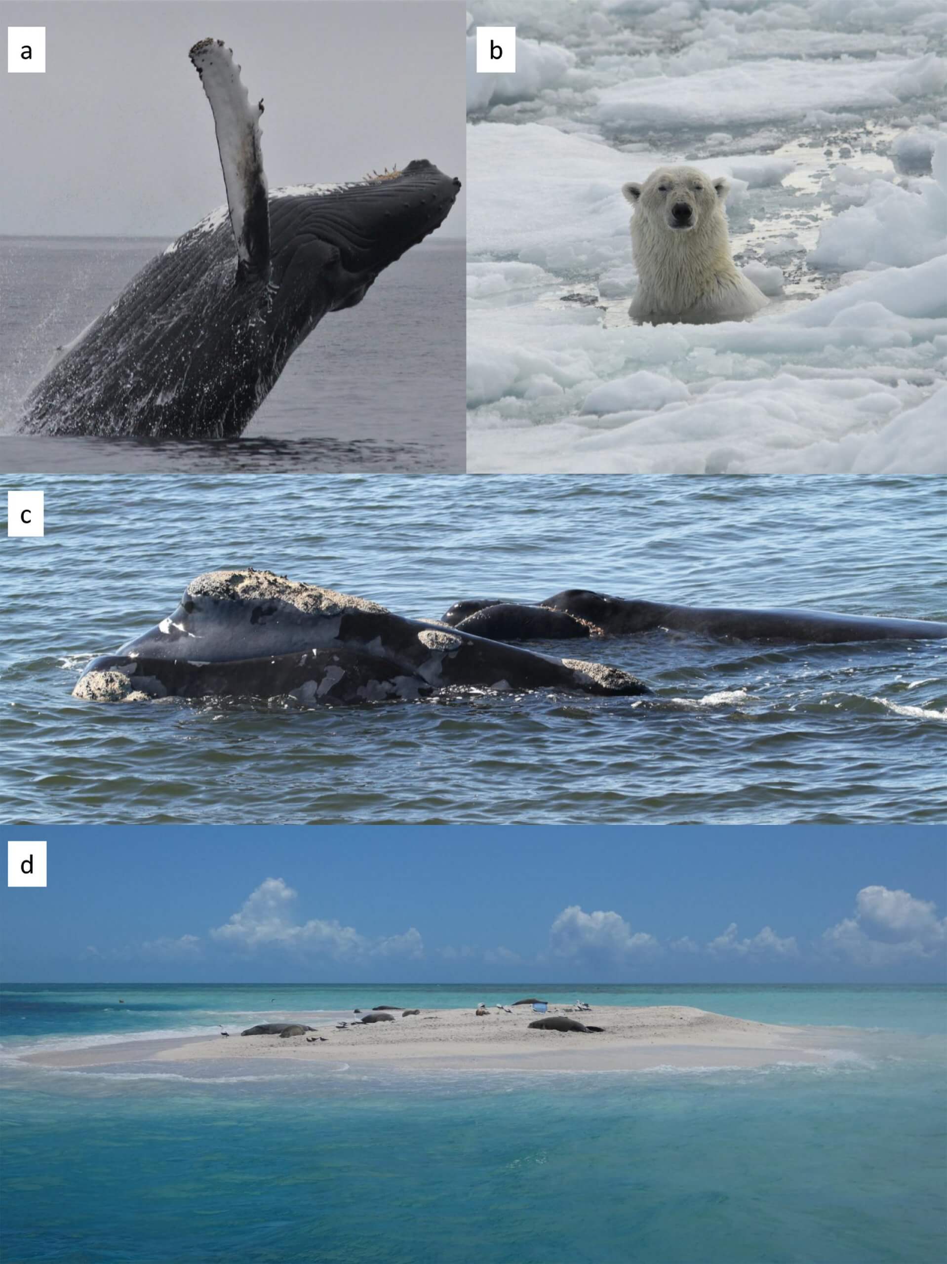 Effects of Climate Change on Marine Mammals - Marine Mammal Commission