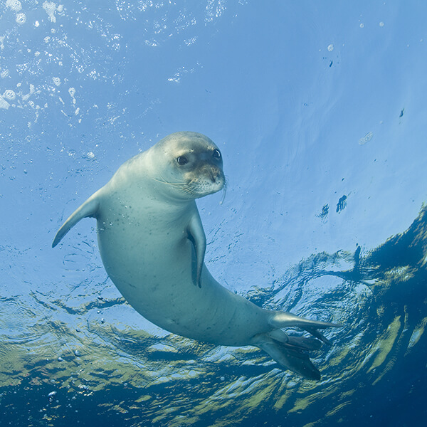 Mediterranean monk seal, Monachus monachus