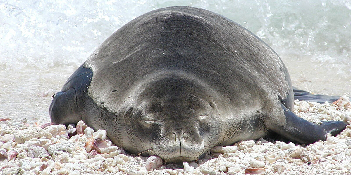 Hawaiian monk seal on rocky beach.