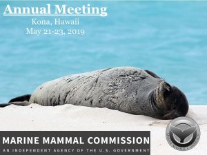 Hawaiian Monk Seals - a focal topic of our Annual Meeting