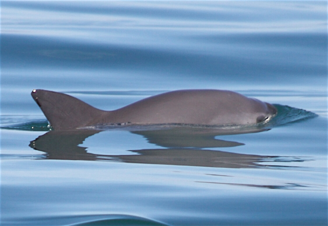 Vaquita swimming.