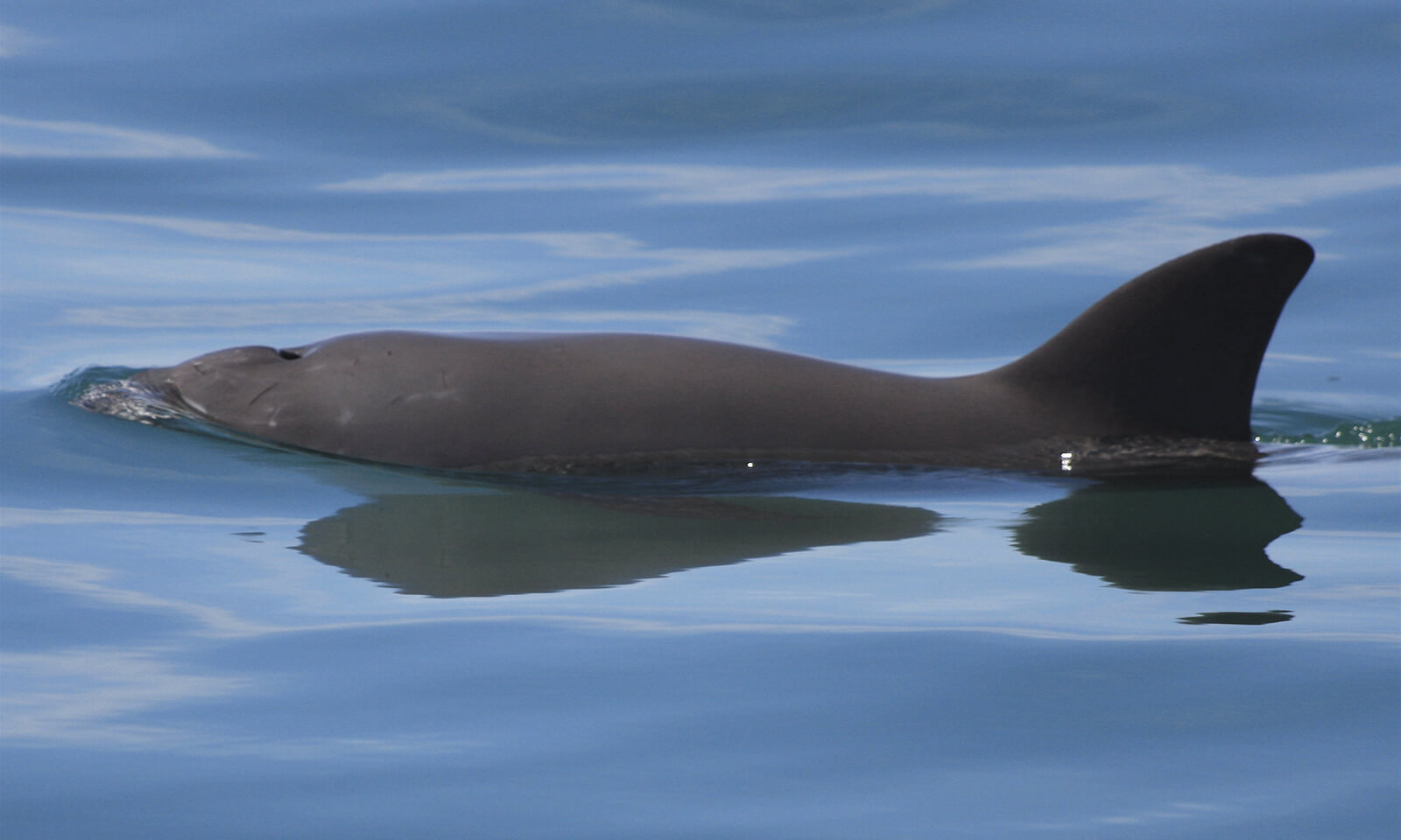 Vaquita swimming.