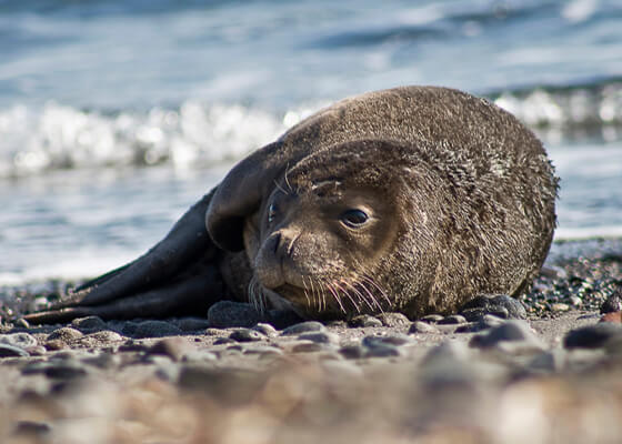 Mediterranean monk seal on a rocky beach.