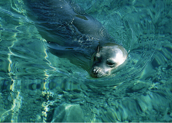 Mediterranean monk seal swimming through water.