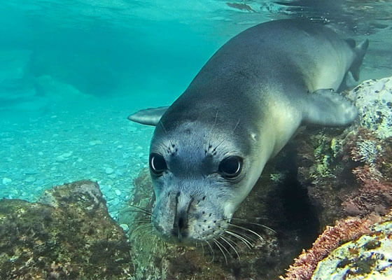 Mediterranean monk seal swimming underwater.