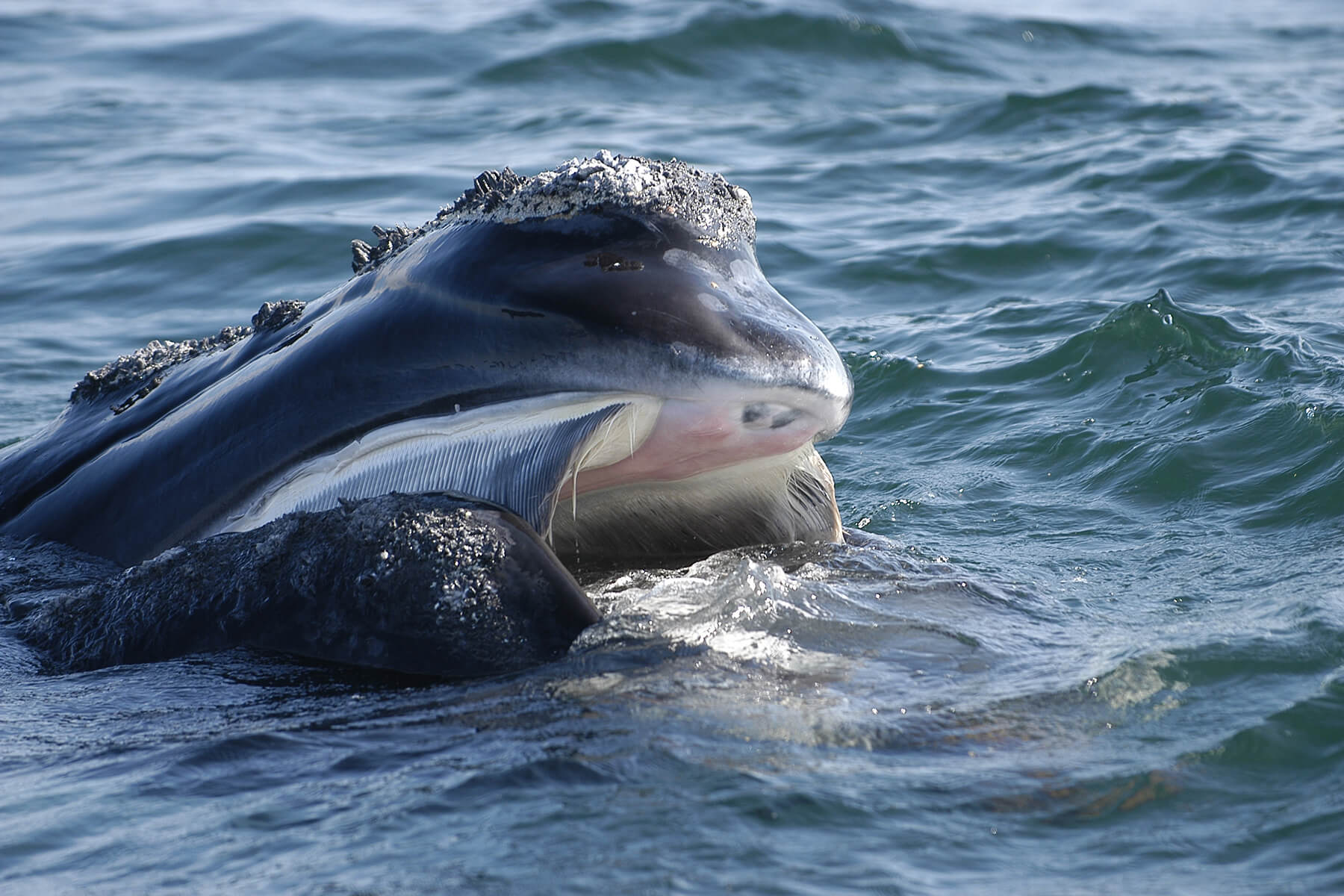 new england aquarium right whale research