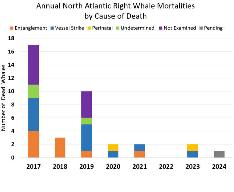 A bar chart showing the cause of death of North Atlantic right whales added to the Unusual Mortality Event (2017-2024)