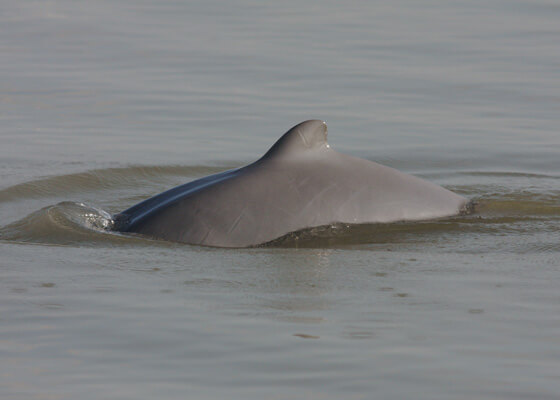 Irrawaddy dolphin swimming in water.