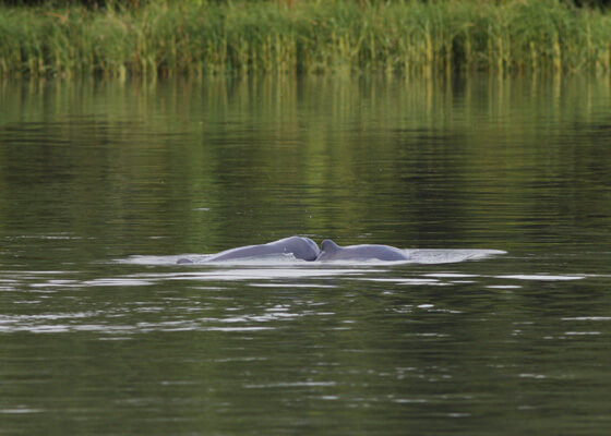 Irrawaddy dolphin swimming in river.
