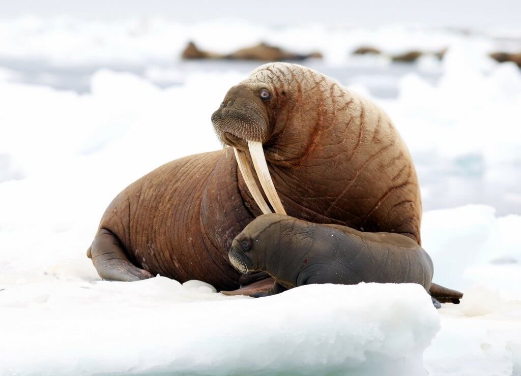 Pacific walrus mother and calf (Credit: Shutterstock)