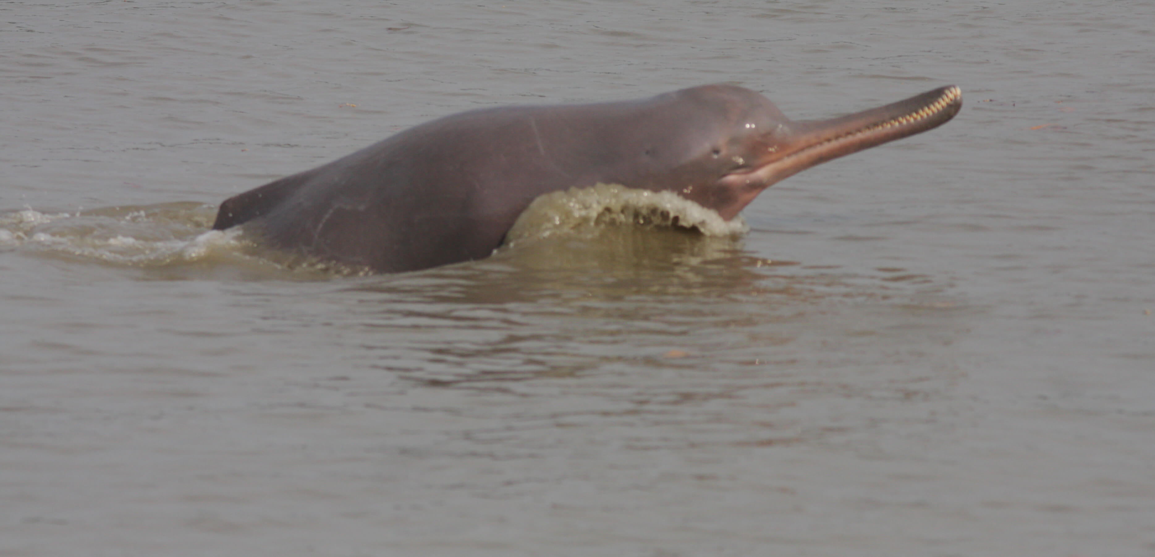 River dolphin swimming with head above water.