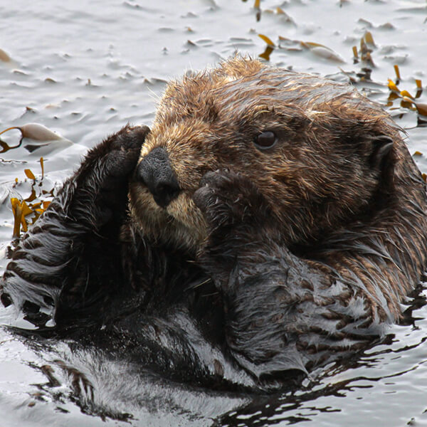 A southern sea otter settles down to rest in a small patch of Egregia feather boa kelp