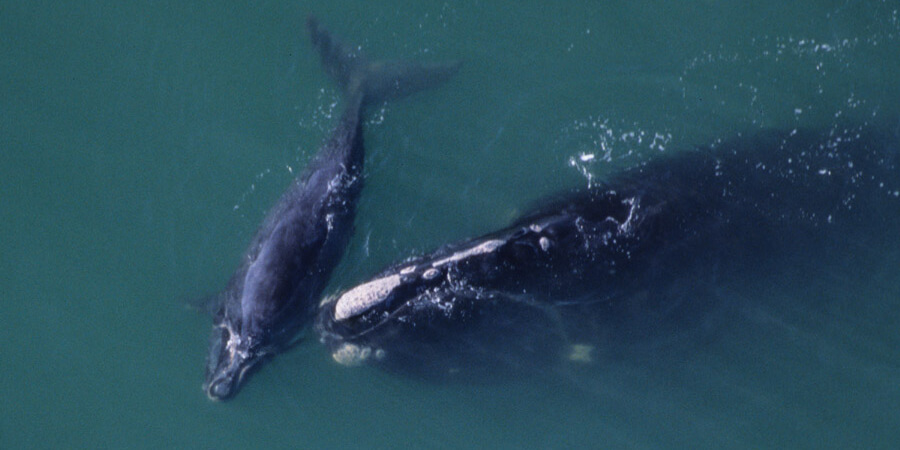 Right whale off Florida coast