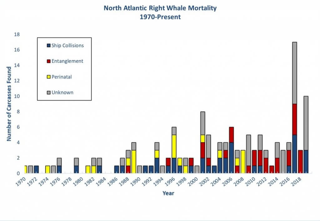 North Atlantic Right Whale Mortalities since 1970