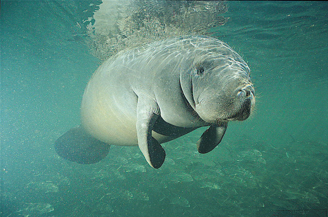 Florida manatee