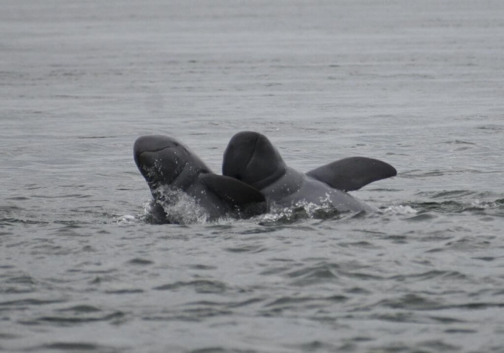A pair of Irrawaddy dolphins breaking the surface in the Mekong River (Photo courtesy of Jason Allen, of the Sarasota Dolphin Research Project).