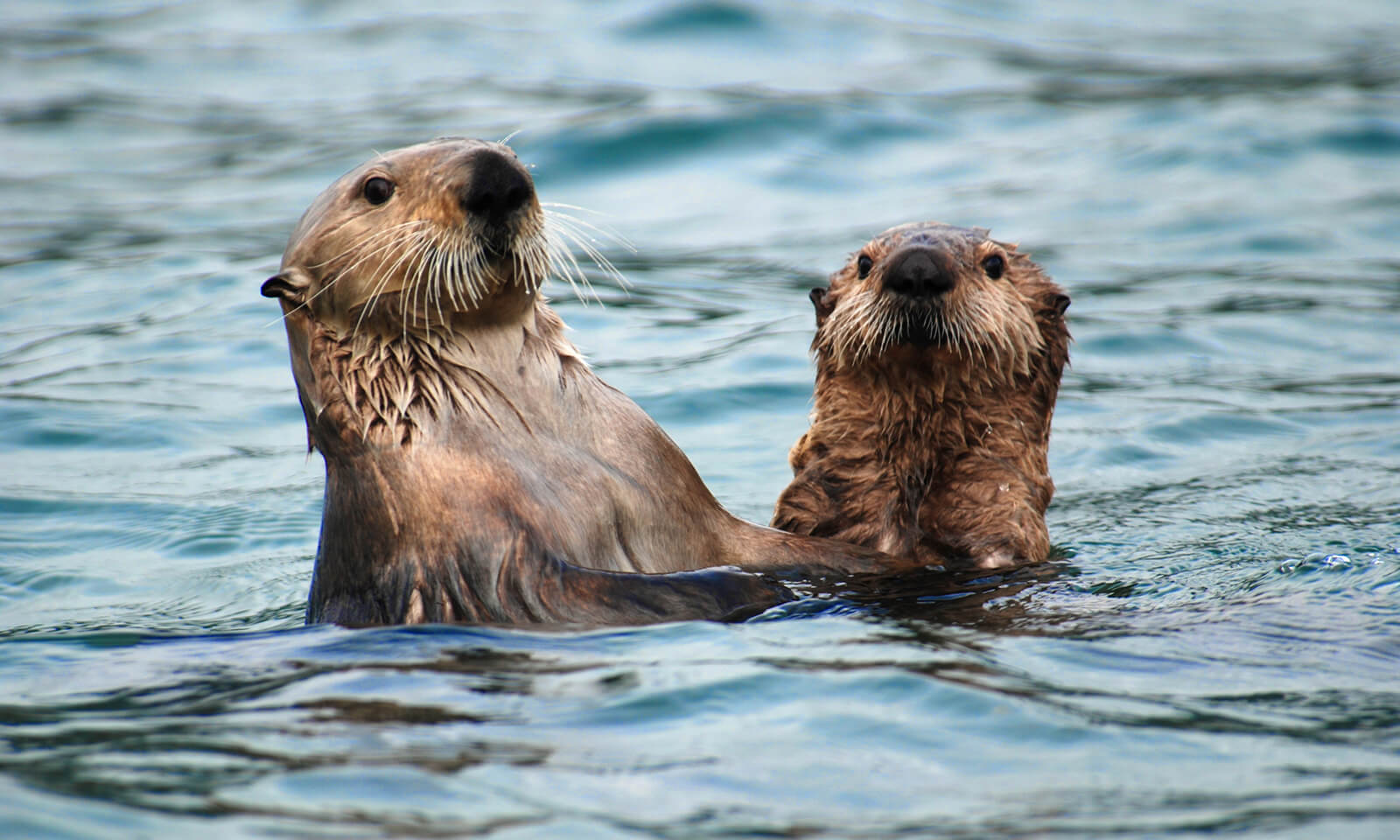 Sea otters