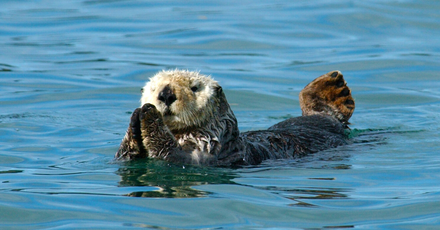 Sea otter