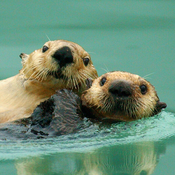 Sea otters, Alaska