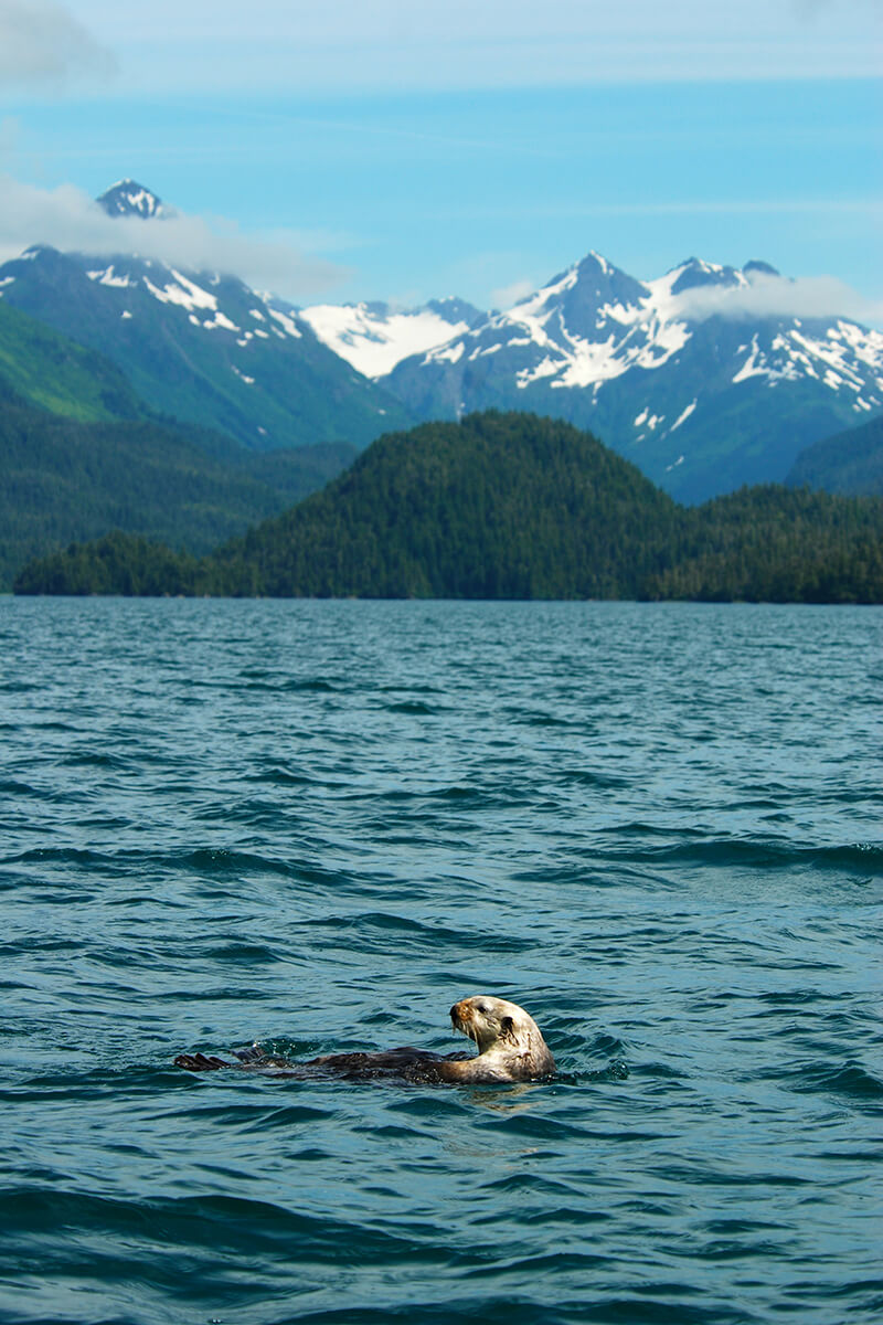 Sea otter, Alaska