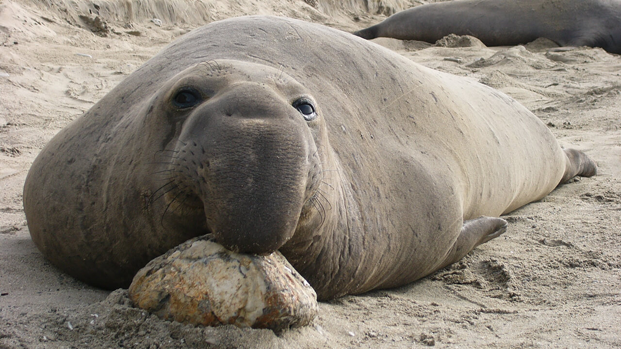 Northern elephant seal