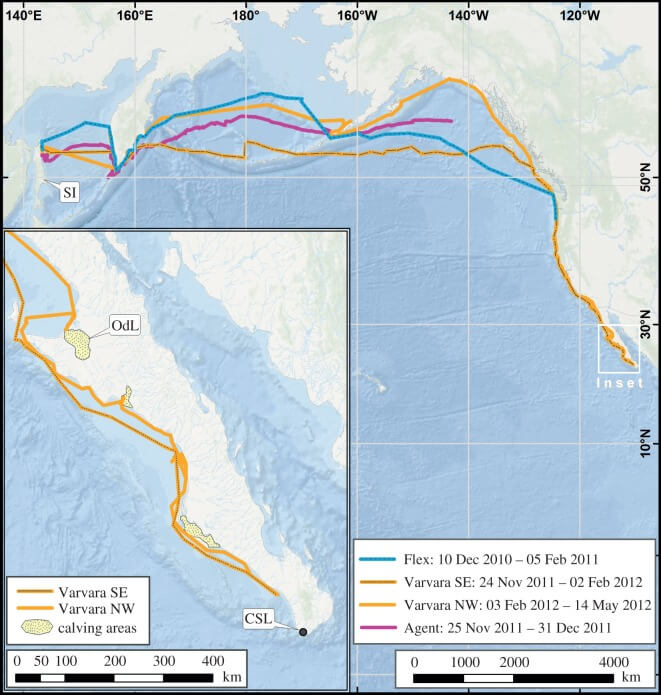 Routes of three western gray whales migrating from Sakhalin Island (SI), Russia, to the eastern North Pacific. Cabo St. Lucas (CSL) and Laguna Ojo de Liebre (OdL) are labeled on the map inset of Baja California, Mexico. Image credit: Mate et al., 2015.