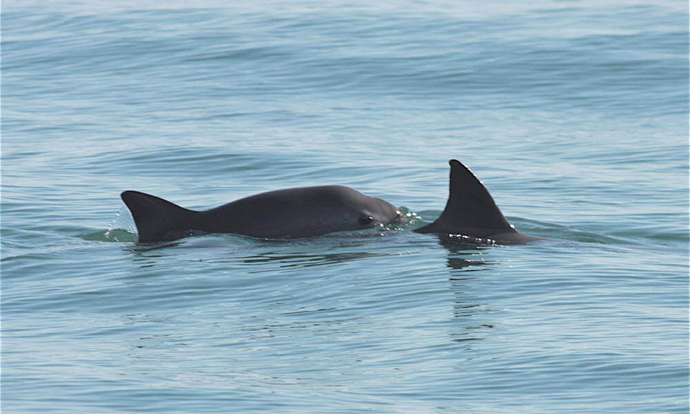 Pair of vaquita swimming.