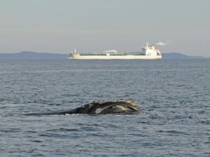 North Atlantic right whale in the vicinity of a large vessel (New England Aquarium)