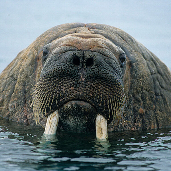 Pacific Walrus - Marine Mammal Commission