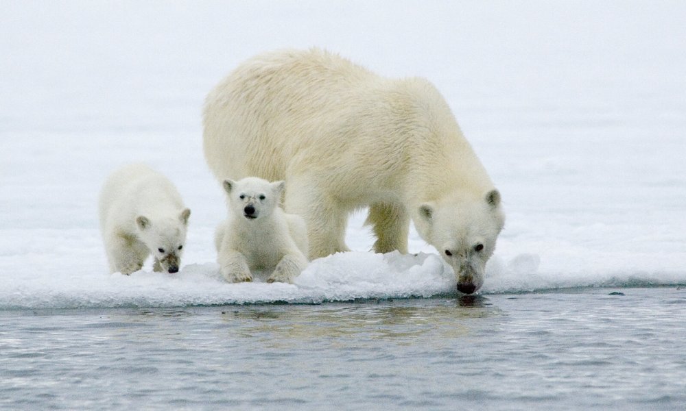 Female polar bear with cubs