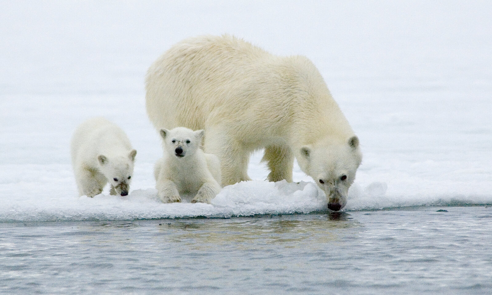 Female polar bear with cubs