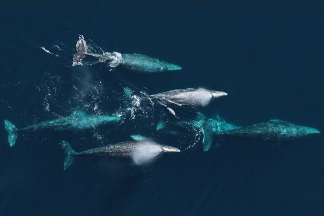 Five gray whales as seen from above along the California coast