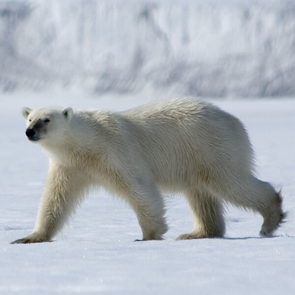 Polar bear, Hornsund, Greenland
