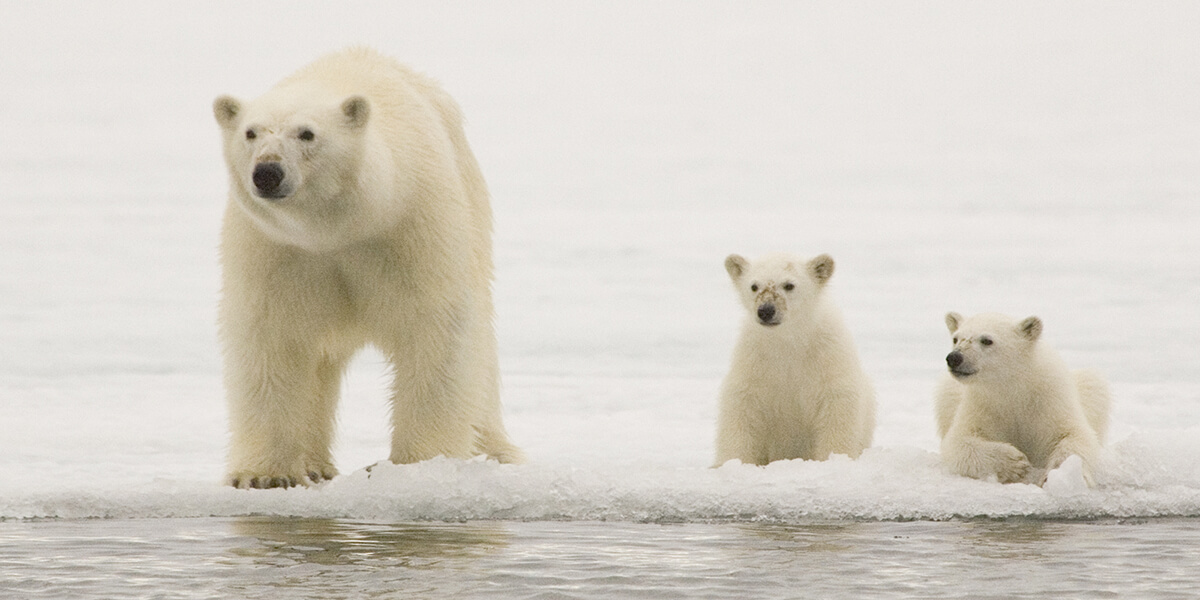Female polar bear with cubs