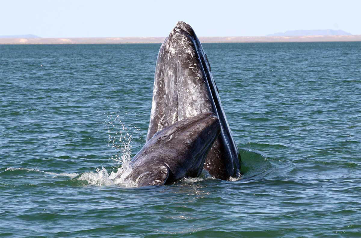 A gray whale mother and calf.