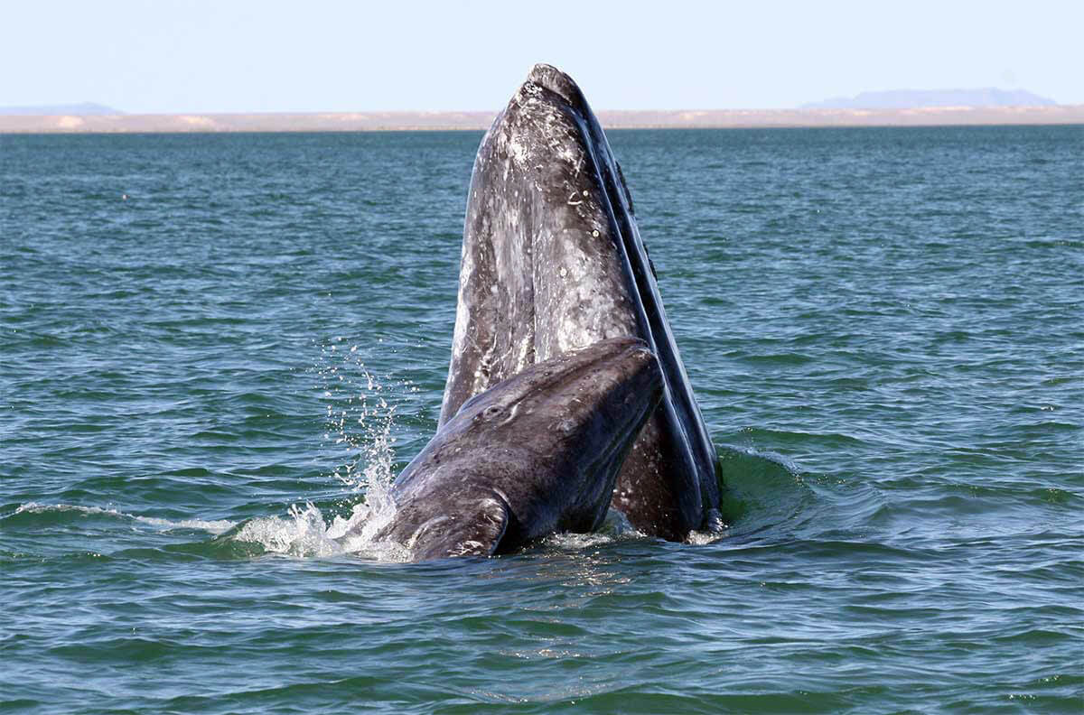 Western North Pacific Gray Whales - Marine Mammal Commission