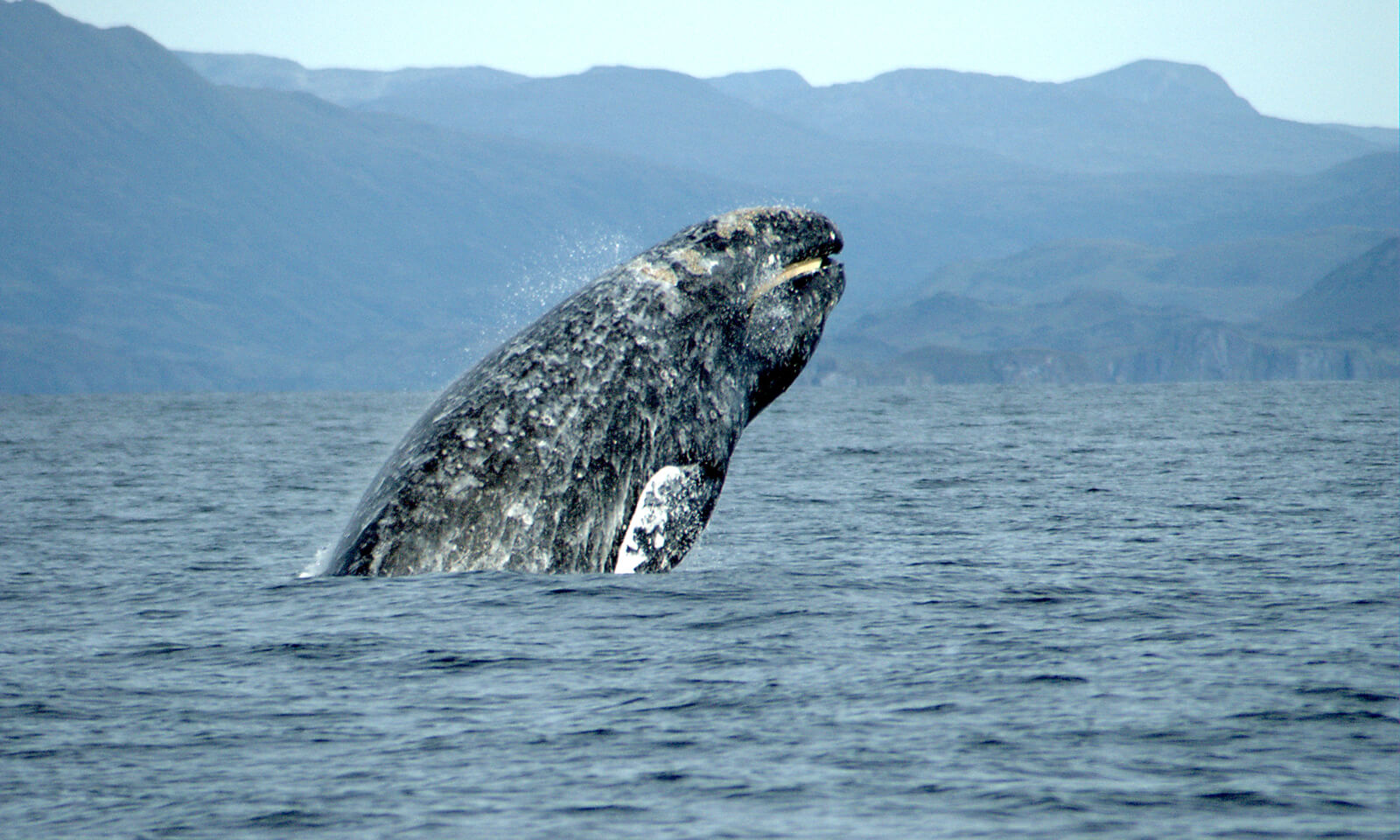 Gray whale breeching.