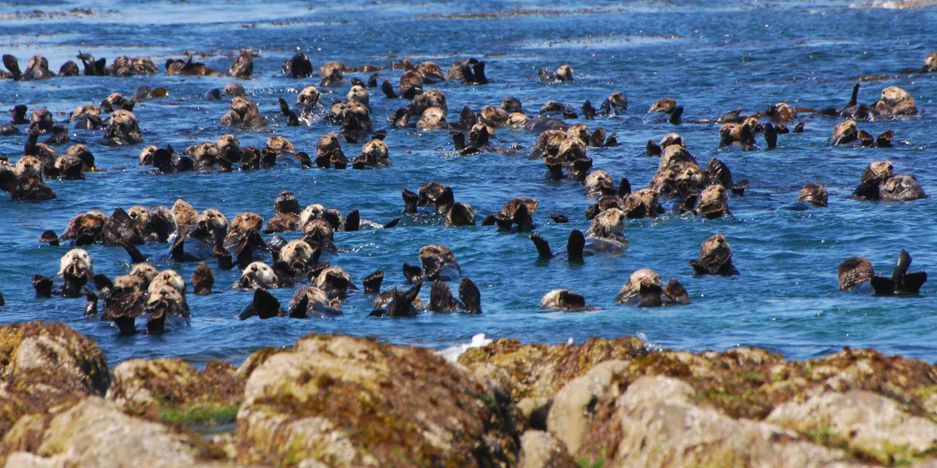 Sea otters