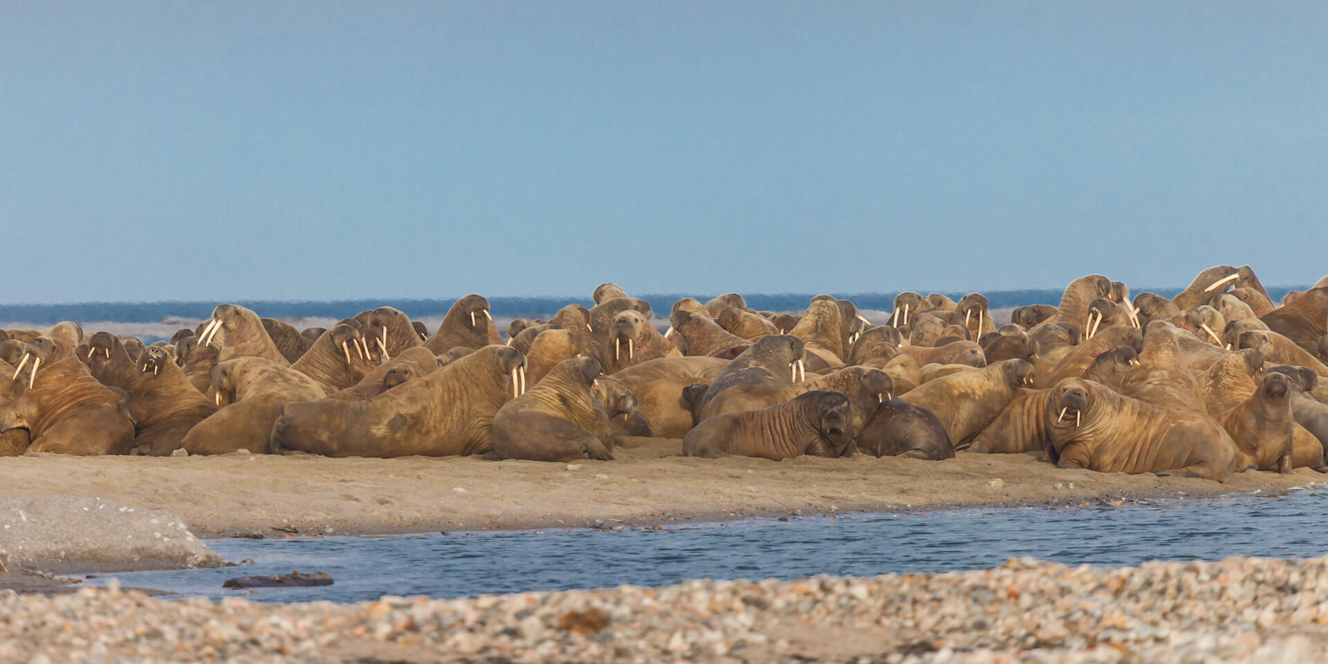 Marine Mammal Commission