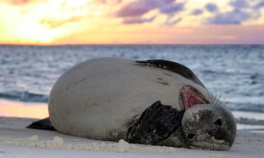 Young monk seal