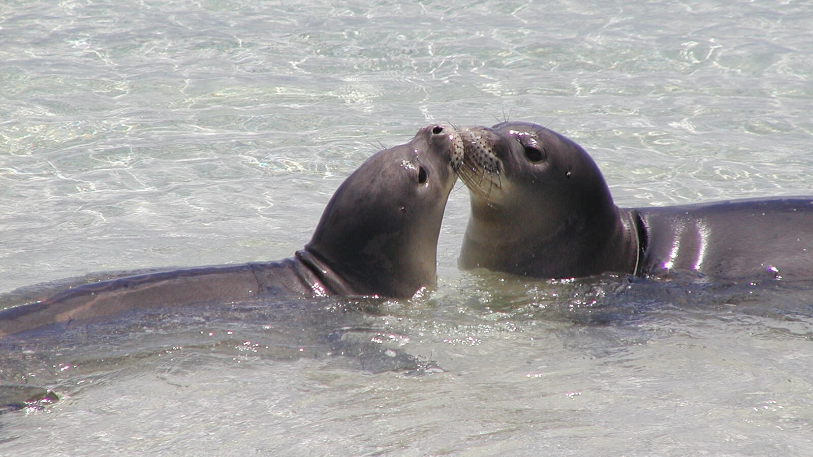 Hawaiian monk seals in water.