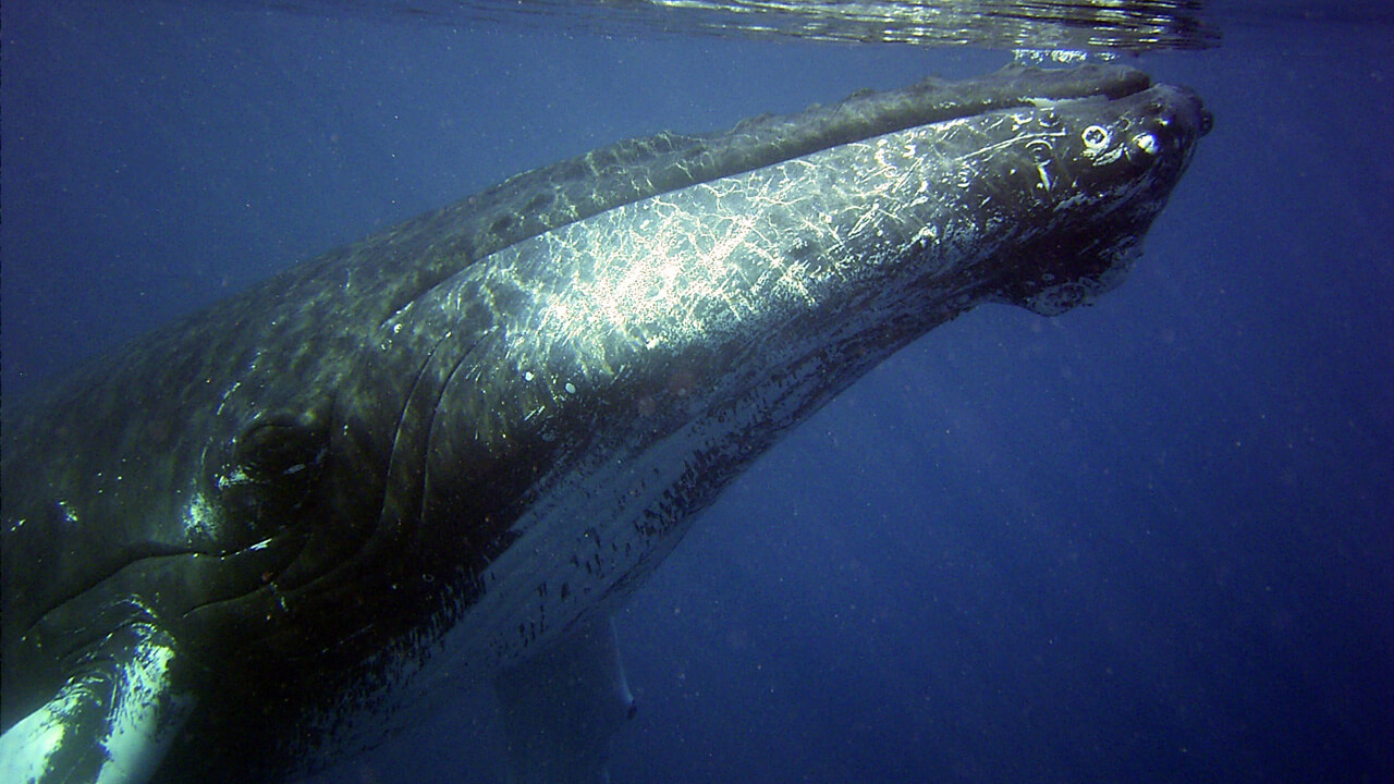 Humpback whale